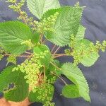 Laportea aestuans Other