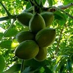 Juglans mandshurica Фрукт