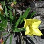 Oenothera macrocarpa फूल