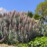 Echium candicans Blomma