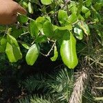 Manilkara hexandra Leaf