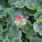 Pelargonium spp. Flower