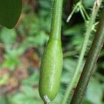 Melothria sphaerocarpa Fruit