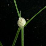 Cyperus mindorensis Yeri