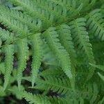 Dryopteris celsa Blad