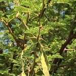 Vachellia nilotica Blatt