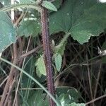 Campanula trachelium Кора