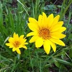 Wyethia angustifolia Flower