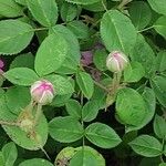 Rosa centifolia Φύλλο