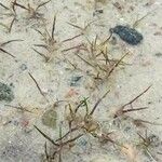 Littorella uniflora List