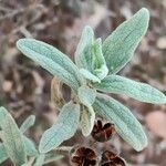 Cistus albidus Blad