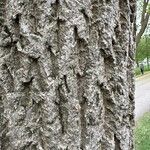 Phellodendron amurense 樹皮