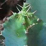 Euphorbia resinifera Leaf