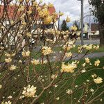 Edgeworthia tomentosa Costuma