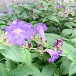 Strobilanthes attenuata Kukka