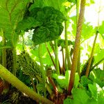 Gunnera tinctoria Habitus