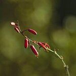 Aloe divaricata Flor