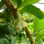 Acnistus arborescens Corteza