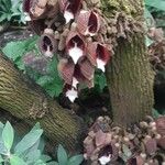 Aristolochia arborea Квітка