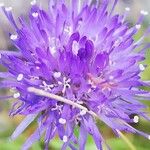 Jasione montana 花