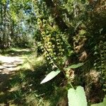 Teucrium scorodonia Buveinė