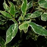 Cornus alba Leaf