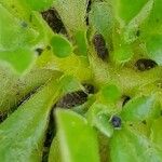 Hymenocarpos circinnatus Corteza