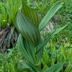 Veratrum album Hábito