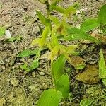Epipactis persica Hábito