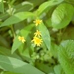 Senecio ampullaceus Flower