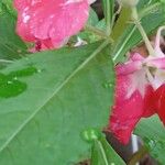 Impatiens balsamina Flor