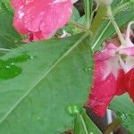 Impatiens balsamina Květ