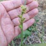 Cenchrus longispinus Fruit