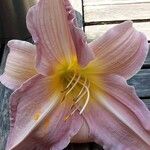 Lilium regale Çiçek