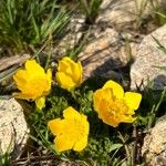 Ranunculus ollissiponensis Flower