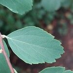 Spiraea trilobata Leaf