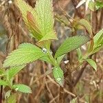 Spiraea cantoniensis Blatt