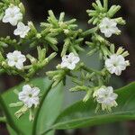Heliotropium verdcourtii Flor