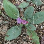 Echium bonnetii Habitus