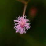 Mimosa pudica Õis