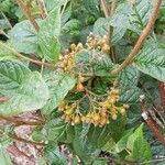 Cotoneaster bullatus 花