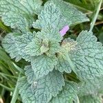 Lamium purpureum Virág