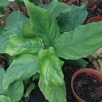 Aglaonema modestum Leaf