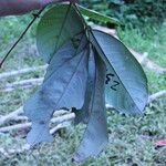 Anthonotha macrophylla Leaf