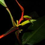 Heliconia latispatha Kvet