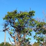 Norantea guianensis Habitus