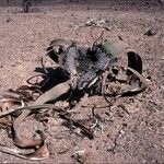 Welwitschia mirabilis Pokrój