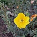 Oenothera stricta Blüte