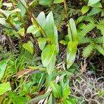 Epidendrum patens Leaf