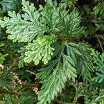 Selaginella martensii Levél